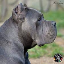 781fd950ac9650cd1f7a5294c0740d5b Jpg 736 731 Cane Corso Dog Cane Corso Corso Dog