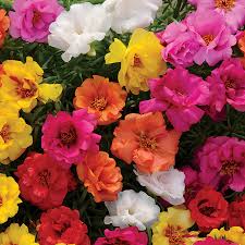 Portulaca grandiflora is commonly called moss rose, which is quite descriptive of this plant's key ornamental features: Happy Hour Mix Portulaca Seeds Park Seed