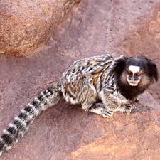It is usually in the family of 2 to 3 years the groups are usually a breeding couple and their children. Black Tufted Marmoset