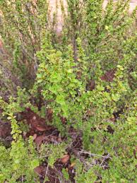Image result for Myrothamnus flabellifolius