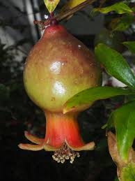 Image result for Punicaceae