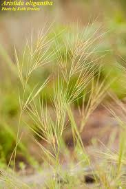 Image result for Aristida