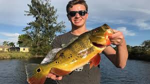 It is native to south america's orinoco and amazon river basins, but has been introduced into other countries and is established in southeastern florida as a result of a deliberate introduction made in 1985. Naples Friendly Peacock Bass Fishing Adventure In Florida Bass Online