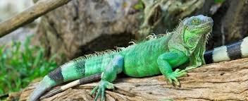 Buying and keeping insects can be a headache, and some people don't want to bring insects. Choosing A Green Iguana