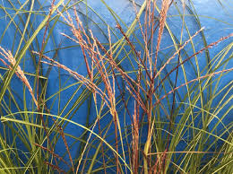 Image result for Miscanthus violaceus