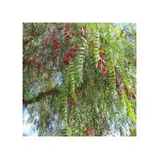 Image result for Schinus