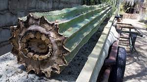 After observing the miniature cactuses with their nurse on the inside, i noticed that it was filled with a powdery yellow substance. Inside A Saguaro Cactus Imgur