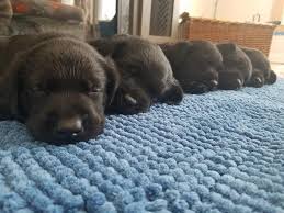 Jump to labrador retriever puppies and dogs in michigan cities learn more about adopting a labrador retriever puppy or dog West Mi Premier Labradors Home