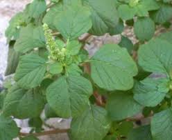 Image result for Amaranthus blitum
