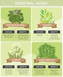 It can be a tough plant to grow from seeds, so buy a plant of it and propagate for the best results. Growing Medicinal Herbs And Plants At Home Fix Com