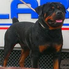 Please no text messages, thank you. German Rottweiler Puppies Pets And Animals For Sale Florida