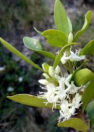 Image result for Tricalysia sp. E
