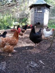 Alibaba.com offers 1,030 backyard poultry products. Grand Poultry Design Organic Gardener Magazine Australia