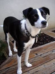 Black And White Terrier Mix Short Hair The Daily Puppy Photo Unique Dog Breeds Hybrid Dogs Rare Dog Breeds