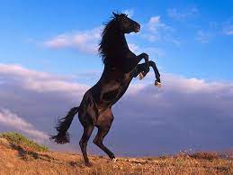Free Download Black Horse Stand Photo Picture Hd Wallpaper Horses Horses And Dogs Beautiful Horses
