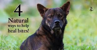 Most of the spiders in the united states do not have severely painful bites, and only a few of the spiders in the united states are venomous to the point of the dog. Bug Bite Remedies For Your Dog