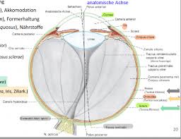 Inneres auge das innere auge 1. Auge Und Sehnerv Inneres Auge Neuroanatomie 01 Repetico