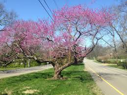 Online orchards eastern redbud tree bare root (93) model# flrb001. Eastern Redbud Nashville Tree Foundation