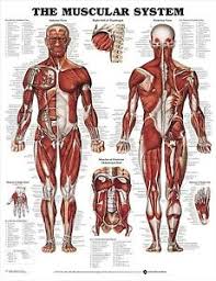 Details About Male Muscular System Poster 66x51cm Anatomical Chart Human Body Anatomy Doctor
