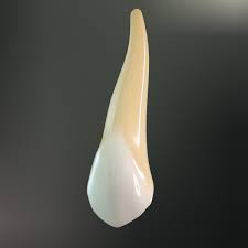 Tooth Upper Canine 3d Max 3d Model Teeth Canine Tooth Canine