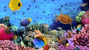 Pada saat yang sama bisa jadi baterai laptop sudah tidak berfungsi, sehingga hanya mengandalkan dari supplay langsung adaptor (hidup dengan infus.) lakukan scanning terhadap malware atau virus lainnya pada disk, kurangi penggunaan aplikasi yang hanya memperberat kinerja laptop. Aplikasi Live Wallpaper Gratis Keren Dan Terbaik