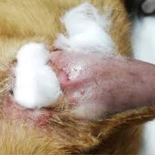 Image result for abscess dog's ear flap