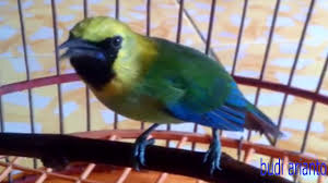 We did not find results for: Burung Cucak Ranting Gacor Cor Youtube