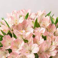 Alstroemeria Flower Pictures Will Be A Thing Of The Past And Here S Why Happy Flowers Alstroemeria Flowers