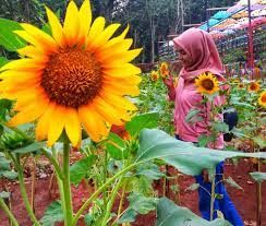 Produk ini diproses dengan sangat terkontrol, mulai dari pemilihan kayu hingga proses finishing, bahan baku produksi sketsel bunga matahari jati minimalis menggunakan material kayu jati pilihan full. Spot Foto Menarik Kampoeng Wisata Arifa Destinasi Instagenic Baru Di Jepara