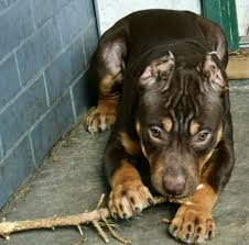 Black Tri Color Pitbull Dog Rules Pitbulls Beautiful Dogs