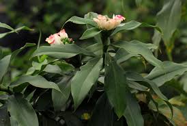 Image result for Costus afer