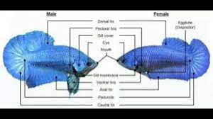 Though their bodies are visibly larger and longer, males. Differents Between Male And Female Betta Fish In Tamil Youtube