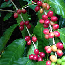 Image result for Manostachya