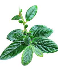 Image result for Mondia ecornuta