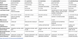 Image result for Acalypha welwitschiana