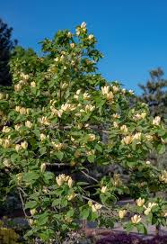 Image result for magnolie sunsation