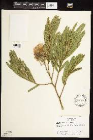 Image result for Albizia schimperiana