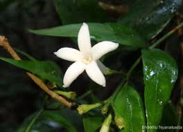 Image result for Gaertnera