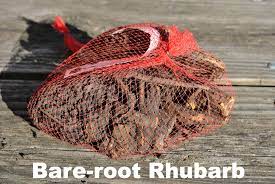 Read about harvesting rhubarb plants in this stark bro's growing guide article. How To Plant Bare Root Rhubarb Stark Bro S