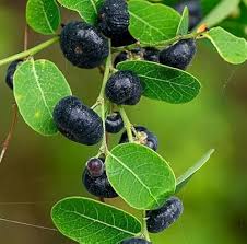 Image result for Phyllanthus reticulatus