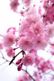 Waltz Of Cherry Blossoms By Lafugue Logos 500px Prime Cherry Blossom Wallpaper Beautiful Flowers Wallpapers Sakura Cherry Blossom