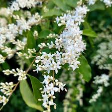 Image result for Oleaceae