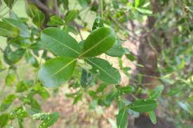 Image result for Secamone alpini