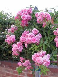 Weeping China Doll Tree Rose Rose Trees Beautiful Pink Flowers Beautiful Flowers