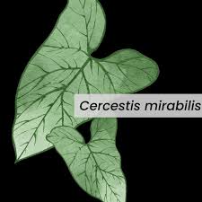 Image result for Cercestis