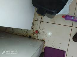 Dedetização Limpeza de caixa dágua - Serviços - Nova Lima, Campo Grande  1370668250 | OLX