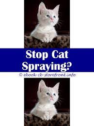 14 Ambrosial Stop Cat Spraying Home Remedy Cat Spray Cats Male Cat Spraying