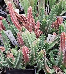 Image result for Orbea variegata