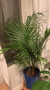 The dwarf majesty palm tree is common both indoors and outdoors due to its miniature size. Ask A Question Forum Majesty Palm Divide It Not Garden Org