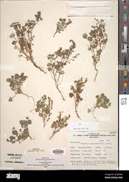 Image result for Commiphora mombassensis